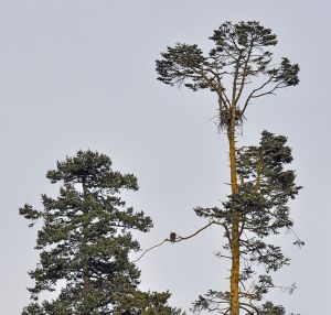 Orel a jeho hnízdo v koruně stromů... tento orel již létá :-) (photo credit: The high fin sperm whale)